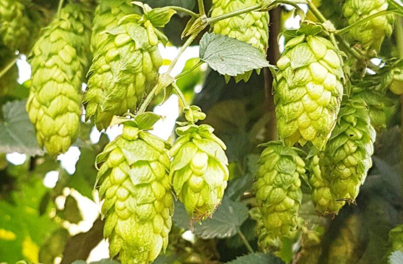 Houblon min e1668433787890 800x524