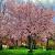 Thumb equinoxe de printemps arbre en fleurs